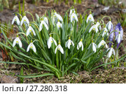 Подснежники Воронова (лат.Galanthus woronowii) на весенней клумбе. Стоковое фото, фотограф Елена Коромыслова / Фотобанк Лори