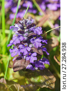 Цветущий побег живучки ползучей (lat. Ajuga reptans) весной. Стоковое фото, фотограф Наталья Гармашева / Фотобанк Лори