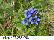 Горечавка в горах Западного Кавказа. Stemless gentian (Gentiana acaulis) in flower. Стоковое фото, фотограф Овчинникова Ирина / Фотобанк Лори