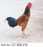 Large colorful rooster standing. Стоковое фото, фотограф Курганов Александр / Фотобанк Лори