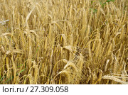 Зрелый ячмень (лат. Hordeum) на поле. Стоковое фото, фотограф Елена Коромыслова / Фотобанк Лори