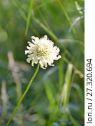 Cephalaria gigantea, семейство Ворсянковые (Dipsacaceae). Головчатка гигантская. Стоковое фото, фотограф Овчинникова Ирина / Фотобанк Лори