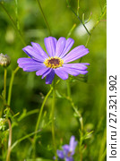 Брахикома иберисолистная (лат. Brachycome iberidifolia) Стоковое фото, фотограф Елена Коромыслова / Фотобанк Лори