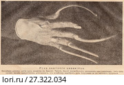 Рука знатного аннамийца. Иллюстрация из журнала "Природа и люди", 1915 год. Стоковая иллюстрация, иллюстратор Макаров Алексей / Фотобанк Лори