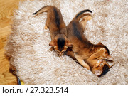 Месячные котята абиссинской кошки играют друг с другом. Стоковое фото, фотограф Bala-Kate / Фотобанк Лори