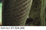 Arapaima gigas in freshwater aquarium stock footage video. Стоковое видео, видеограф Юлия Машкова / Фотобанк Лори