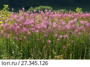 Заросли цветущего кипрея на фоне леса. Иван-чай (Epilobium angustifolium) Стоковое фото, фотограф Щеголева Ольга / Фотобанк Лори