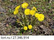 Мать-и-мачеха обыкновенная (лат. Tussilago farfara) Стоковое фото, фотограф Елена Коромыслова / Фотобанк Лори
