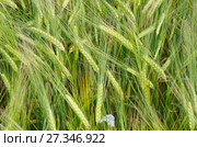 Колосья ячменя (лат. Hordeum), фон. Стоковое фото, фотограф Елена Коромыслова / Фотобанк Лори