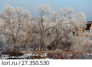 Ивы в инее у дома (2017 год). Стоковое фото, фотограф Анатолий Матвейчук / Фотобанк Лори