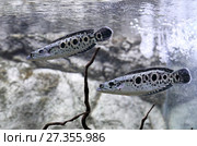 Змееголов глазчатый, Пятнистый змееголов (Channa pleurophthalma). Две рыбы плавают в аквариуме. Стоковое фото, фотограф Григорий Писоцкий / Фотобанк Лори
