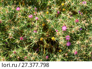 Star-thistle (Centaurea). Cape Espichel. Portugal. Стоковое фото, фотограф Сергей Пристяжнюк (Serg Zastavkin) / Фотобанк Лори