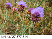 The blossoming thistles. Alentejo. Portugal. Стоковое фото, фотограф Сергей Пристяжнюк (Serg Zastavkin) / Фотобанк Лори