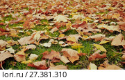 Multicolored autumn leaves lie on the grass in the autumn park. Close-up. Shooting in motion with electronic stabilization. (2017 год). Редакционное видео, видеограф Mikhail Davidovich / Фотобанк Лори