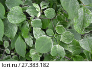Сирень амурская (Syringa amurensis Rupr.), ветки с листьями. Стоковое фото, фотограф Ирина Борсученко / Фотобанк Лори
