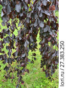 Бук лесной, форма пурпурная плакучая (Fagus sylvatica L., f. Purpurea Pendula), ветки с листьями. Стоковое фото, фотограф Ирина Борсученко / Фотобанк Лори