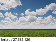 Россия; Ростовская область,  лето, поле кукурузное, кукуруза. Стоковое фото, фотограф Александр Циликин / Фотобанк Лори