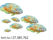 Astronotus ocellatus on a white background. Стоковое фото, фотограф Евгений Ткачёв / Фотобанк Лори
