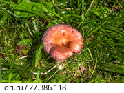 Edible mushroom in the forest closeup. Lactarius torminosus. Стоковое фото, фотограф Евгений Ткачёв / Фотобанк Лори