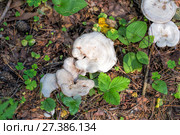 Mushroom Clitocybe nebularis is also known as cloud funnel. Стоковое фото, фотограф Евгений Ткачёв / Фотобанк Лори