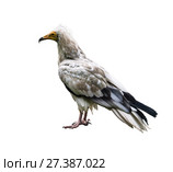 Обыкновенный стервятник (Neophron percnopterus), птица подсемейства грифовых на белом фоне изолировано. Стоковое фото, фотограф Наталья Волкова / Фотобанк Лори