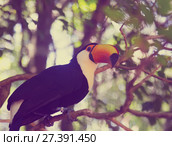 Toco toucan. Стоковое фото, фотограф Яков Филимонов / Фотобанк Лори
