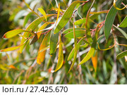 hakea laurina leaves. Стоковое фото, фотограф Яков Филимонов / Фотобанк Лори