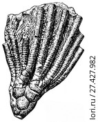 Poteriocrinus multiplex Traut. Ископаемые организмы. Стоковая иллюстрация, иллюстратор Макаров Алексей / Фотобанк Лори
