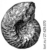 Stephanocerus coronatum Brug. Ископаемые организмы. Стоковая иллюстрация, иллюстратор Макаров Алексей / Фотобанк Лори
