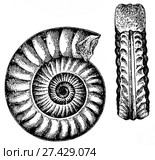 Arictites Bucklandi Sow. Ископаемые организмы. Стоковая иллюстрация, иллюстратор Макаров Алексей / Фотобанк Лори