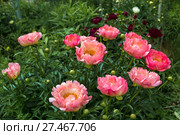 Куст кораллового пиона. Пион межвидовой гибрид Пинк Ховайн Корал (Pink Hawaiian Coral) Стоковое фото, фотограф Ольга Сейфутдинова / Фотобанк Лори