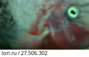 Рыба астронотус (Astronotus ocellatus) Стоковое видео, видеограф Евгений Ткачёв / Фотобанк Лори