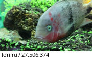 Рыба астронотус (Astronotus ocellatus) Стоковое видео, видеограф Евгений Ткачёв / Фотобанк Лори