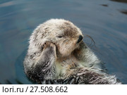 Калан, морская выдра. Стоковое фото, фотограф Юлия Бабкина / Фотобанк Лори