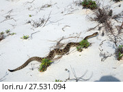 Eastern diamondback rattlesnake crawls along the sand dune. St George Island State Park, Florida, USA (2017 год). Стоковое фото, фотограф Ирина Кожемякина / Фотобанк Лори