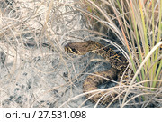 Eastern diamondback rattlesnake hid in the grass . St George Island State Park, Florida, USA (2017 год). Стоковое фото, фотограф Ирина Кожемякина / Фотобанк Лори