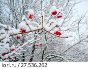 Branch with berries of viburnum in the snow. Стоковое фото, фотограф Алексей Маринченко / Фотобанк Лори