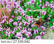 Butterfly sitting on the flowers of thyme. Стоковое фото, фотограф Алексей Маринченко / Фотобанк Лори