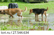 Two stray dogs play in the pool of the park. Стоковое видео, видеограф Tatiana Kravchenko / Фотобанк Лори