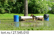 Dogs are playing catch-up in a puddle. Стоковое видео, видеограф Tatiana Kravchenko / Фотобанк Лори
