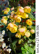 Клубневая бегония "Криспа Маргината желто-красная" (лат. Begonia crispa marginata Yellow and Red) цветет в саду. Стоковое фото, фотограф Елена Коромыслова / Фотобанк Лори