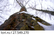 Snow covered tree perspective view looking up dolly. Стоковое видео, видеограф Игорь Кузнецов / Фотобанк Лори