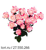 Flower pink roses. Стоковое фото, фотограф ElenArt / Фотобанк Лори