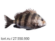 Рыба - каторжник (Archosargus probatocephalus), овечья голова, шипсхед - рыба из семейства Спаровых морских карасей.  Isolated on white background. Стоковое фото, фотограф Ирина Кожемякина / Фотобанк Лори