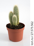Cactus in pot on white background. Стоковое фото, фотограф Володина Ольга / Фотобанк Лори