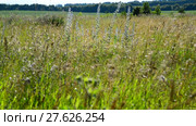 Wild meadow from different grasses In central part of Russia. Стоковое видео, видеограф Володина Ольга / Фотобанк Лори