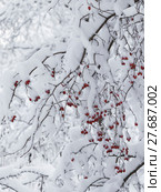 Beautiful snow and red berries. Стоковое фото, фотограф Ekaterina Andreeva / Фотобанк Лори