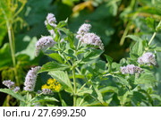 Цветущая мята длиннолистная (лат. Mentha longifolia) Стоковое фото, фотограф Елена Коромыслова / Фотобанк Лори