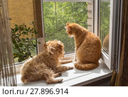Dog and the cat on the window. Стоковое фото, фотограф Okssi / Фотобанк Лори