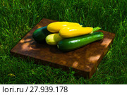 green and yellow vegetable marrow. Стоковое фото, фотограф Oleksandr Chub / PantherMedia / Фотобанк Лори